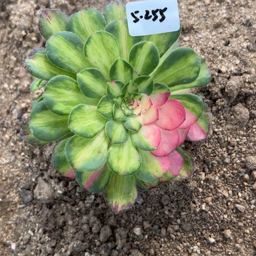 255知否多肉植物
