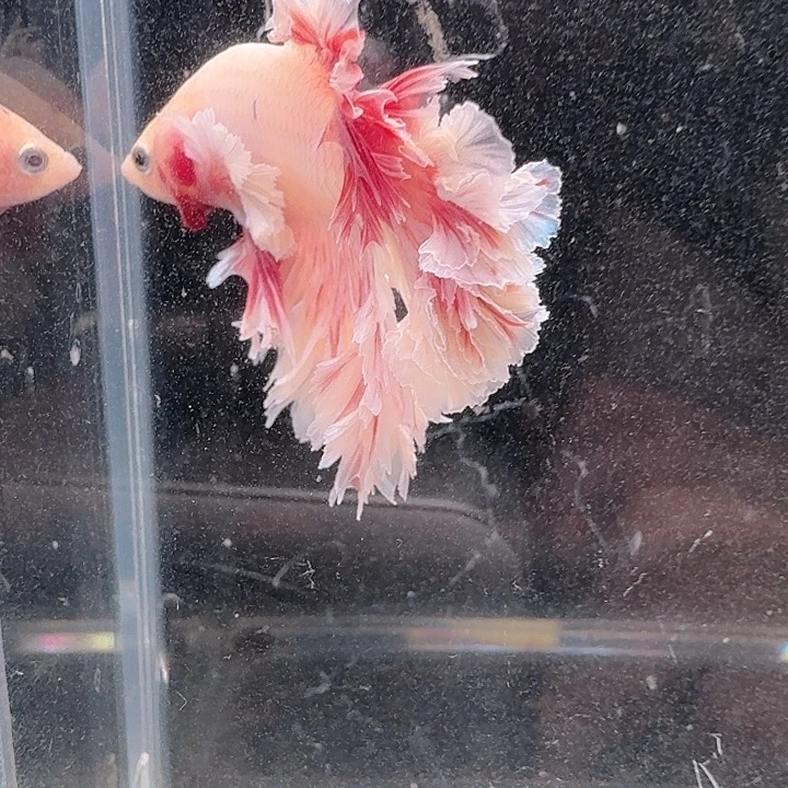 海水鱼163号印尼hmpk