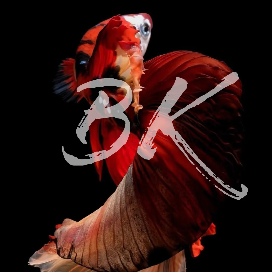 B8（169-192）泰国斗鱼小型热带观赏鱼5-6公分（直播间选鱼）