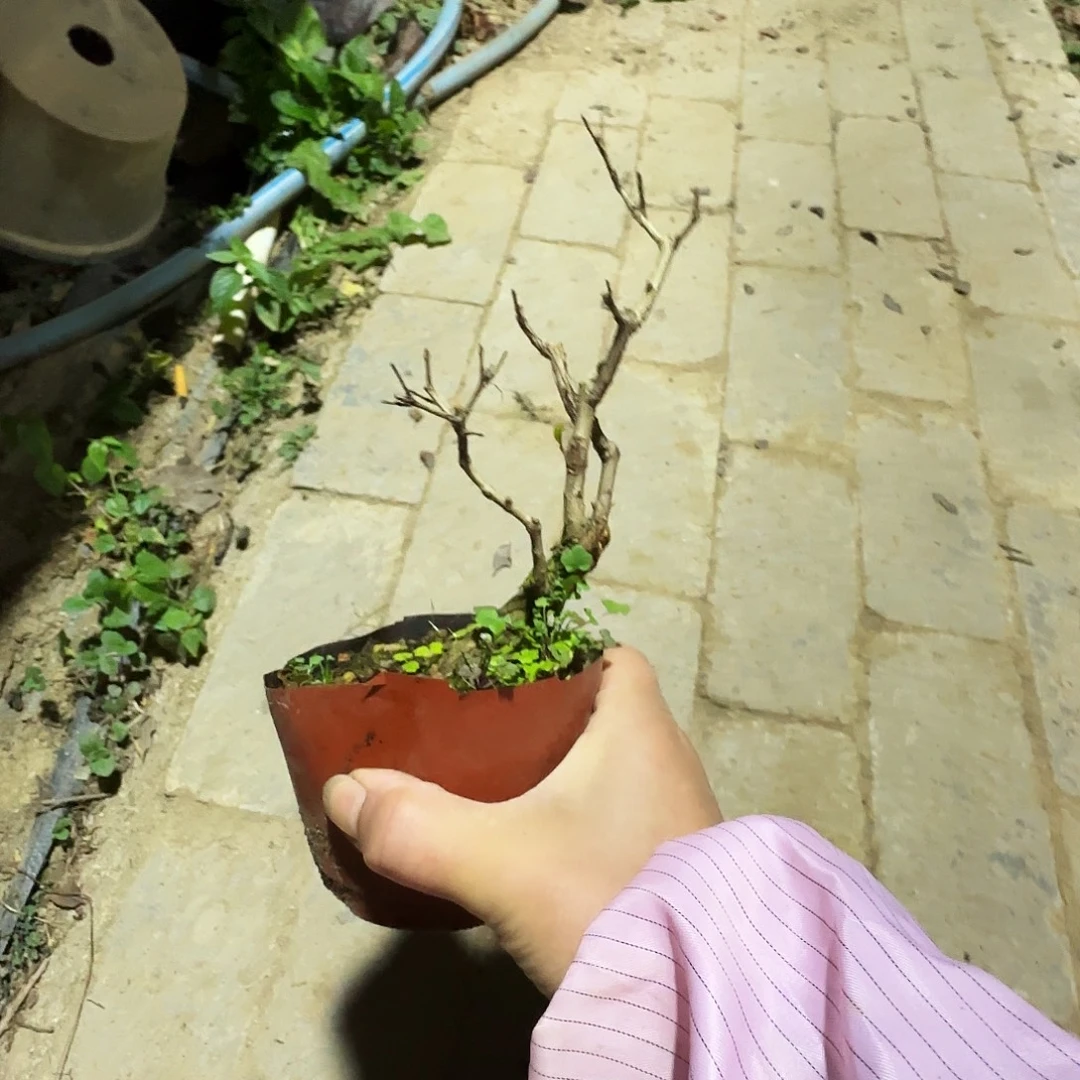 明***续无花朵石榴地方干活恐龙看