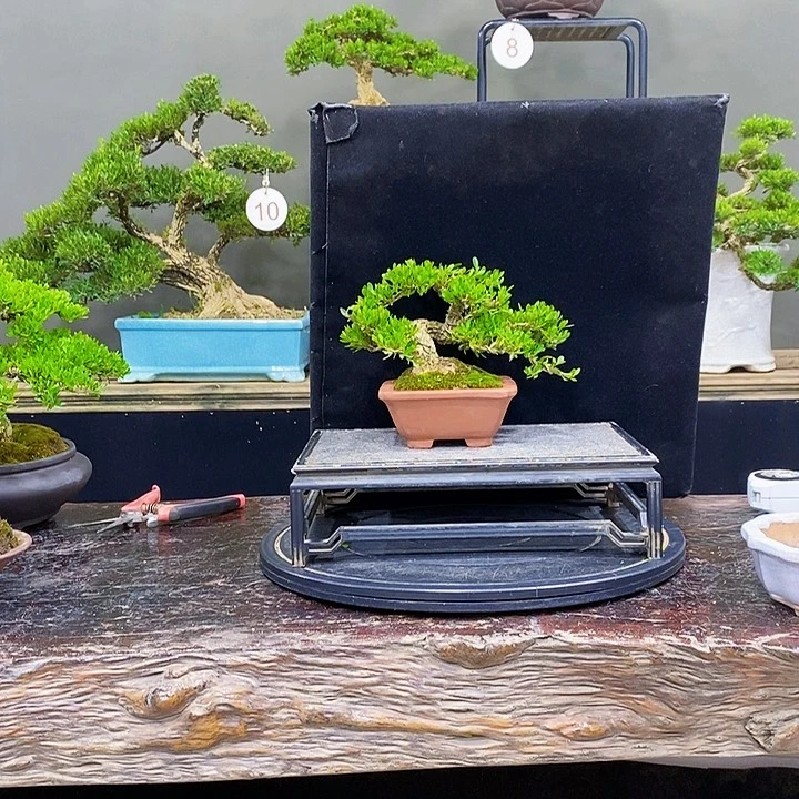 无花朵黄杨盆景常青