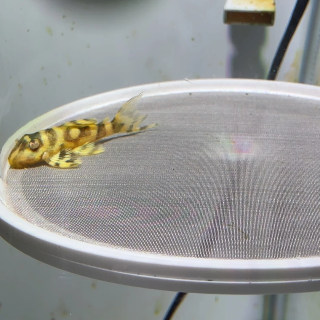 工具鱼50号皇室333