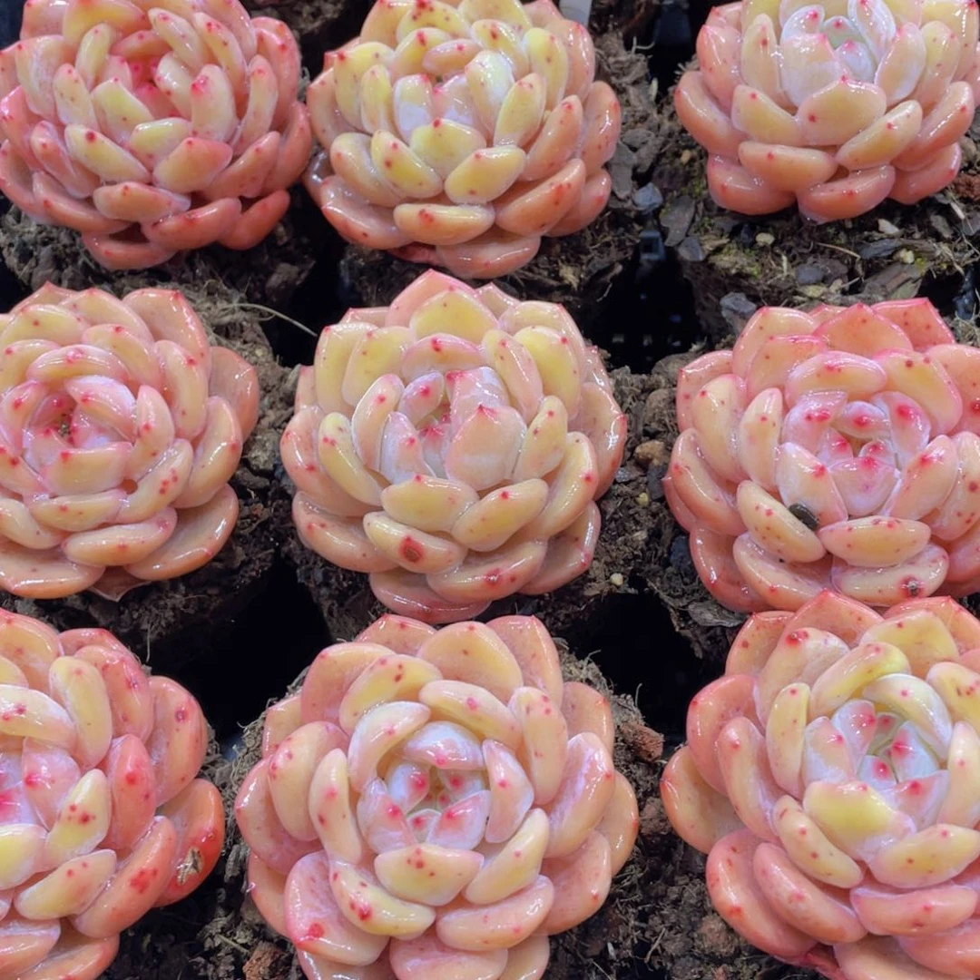 量拍21号全状态冰透仙女橙单头两个