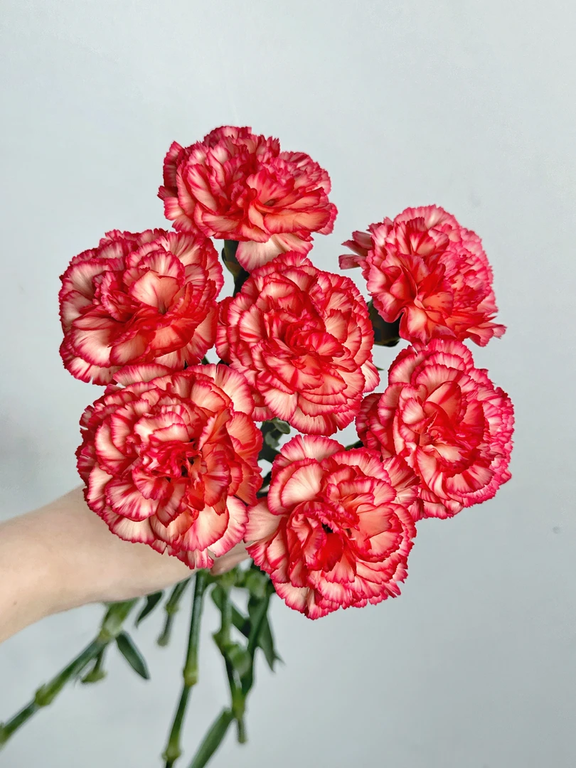 【一件包邮】云霞单头康乃馨20支    云南  基地  鲜花