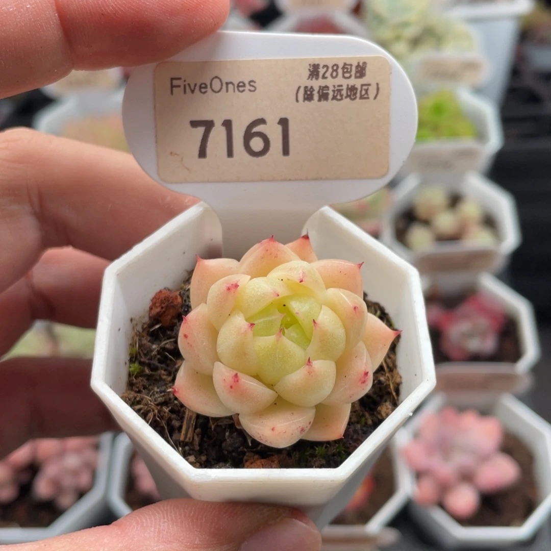 麦秆7161-3.5厘米
