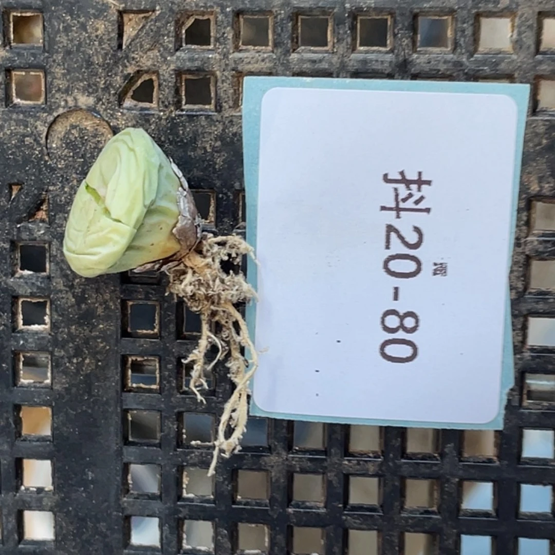 ?****y20-80肉锥多肉植物