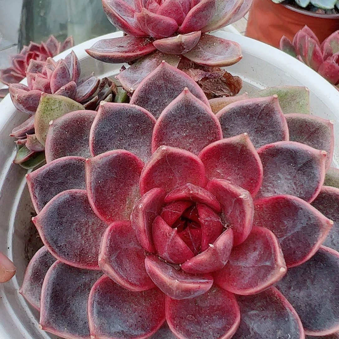 巧克力慕斯双头起发精品