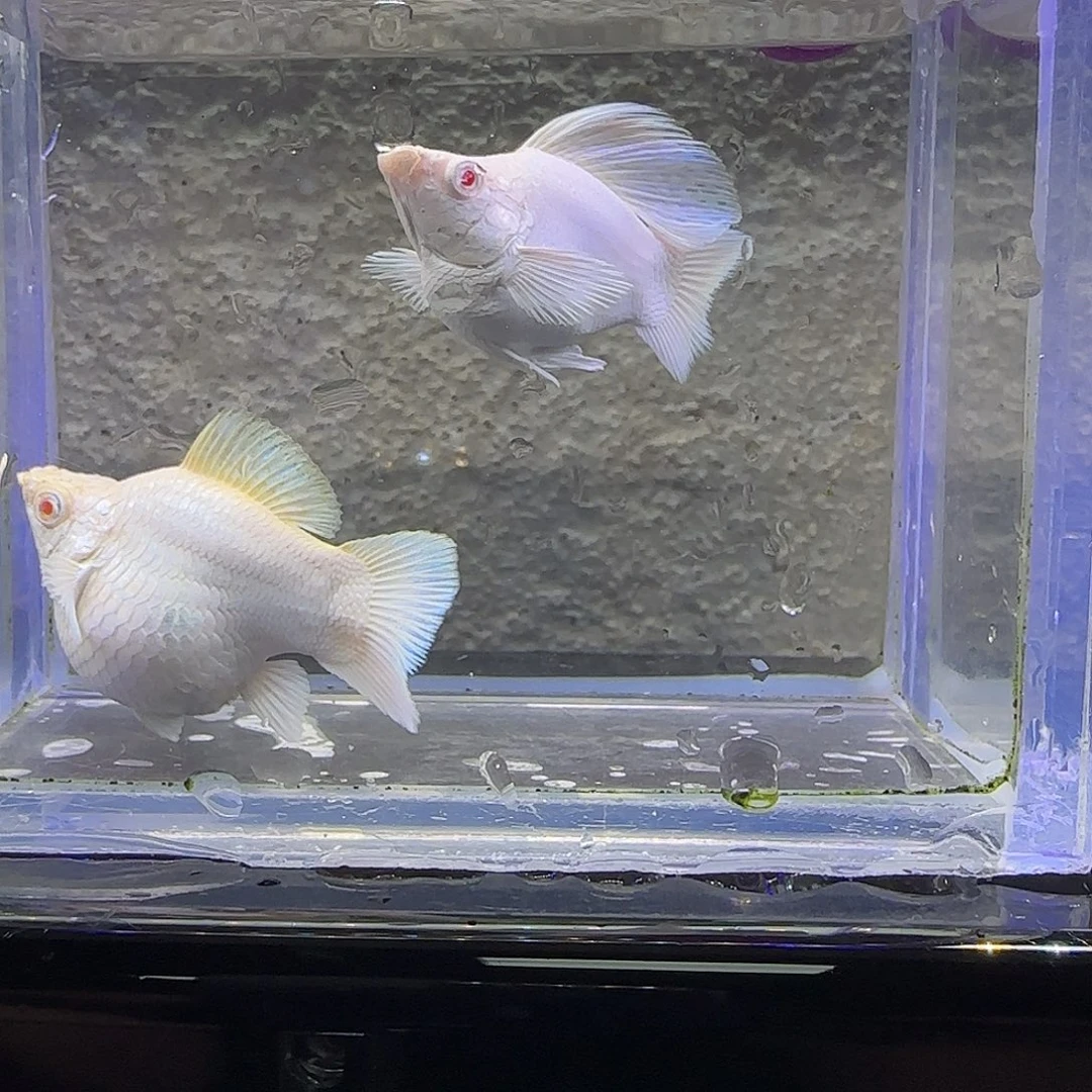 孔雀鱼瓷白粉钻。82号