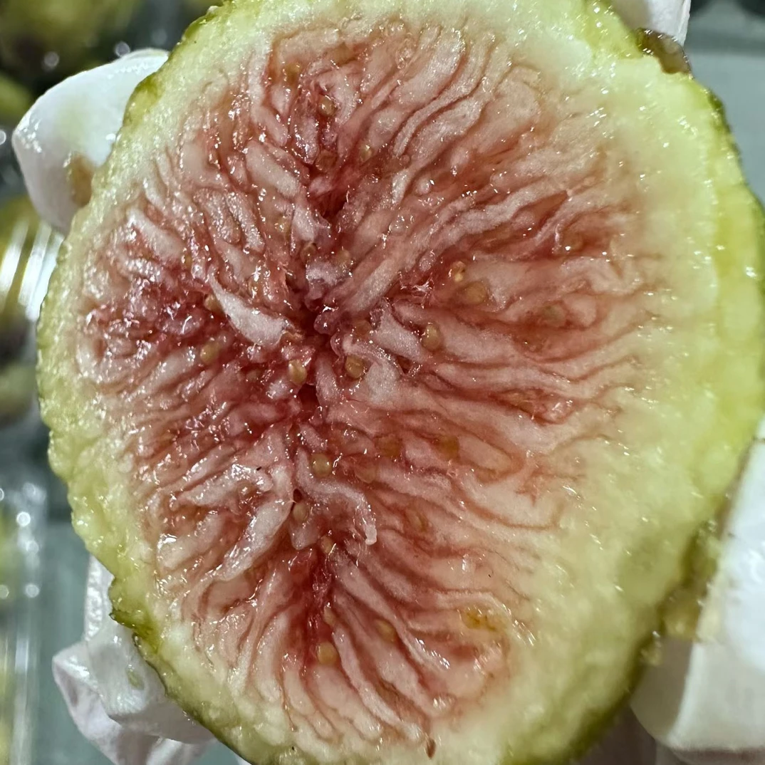 大连巴劳奈无花果