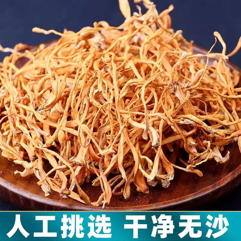 高山头茬人工采摘虫草花