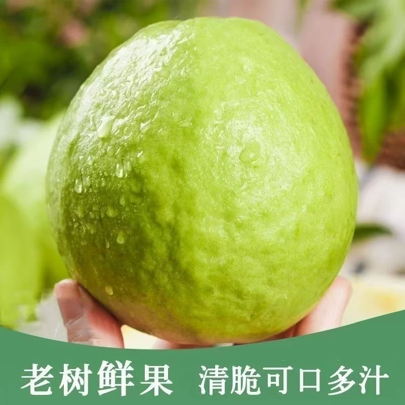 【珍珠番石榴】顺丰速运茂名新安正宗白心芭乐新鲜现摘脆甜整箱大果