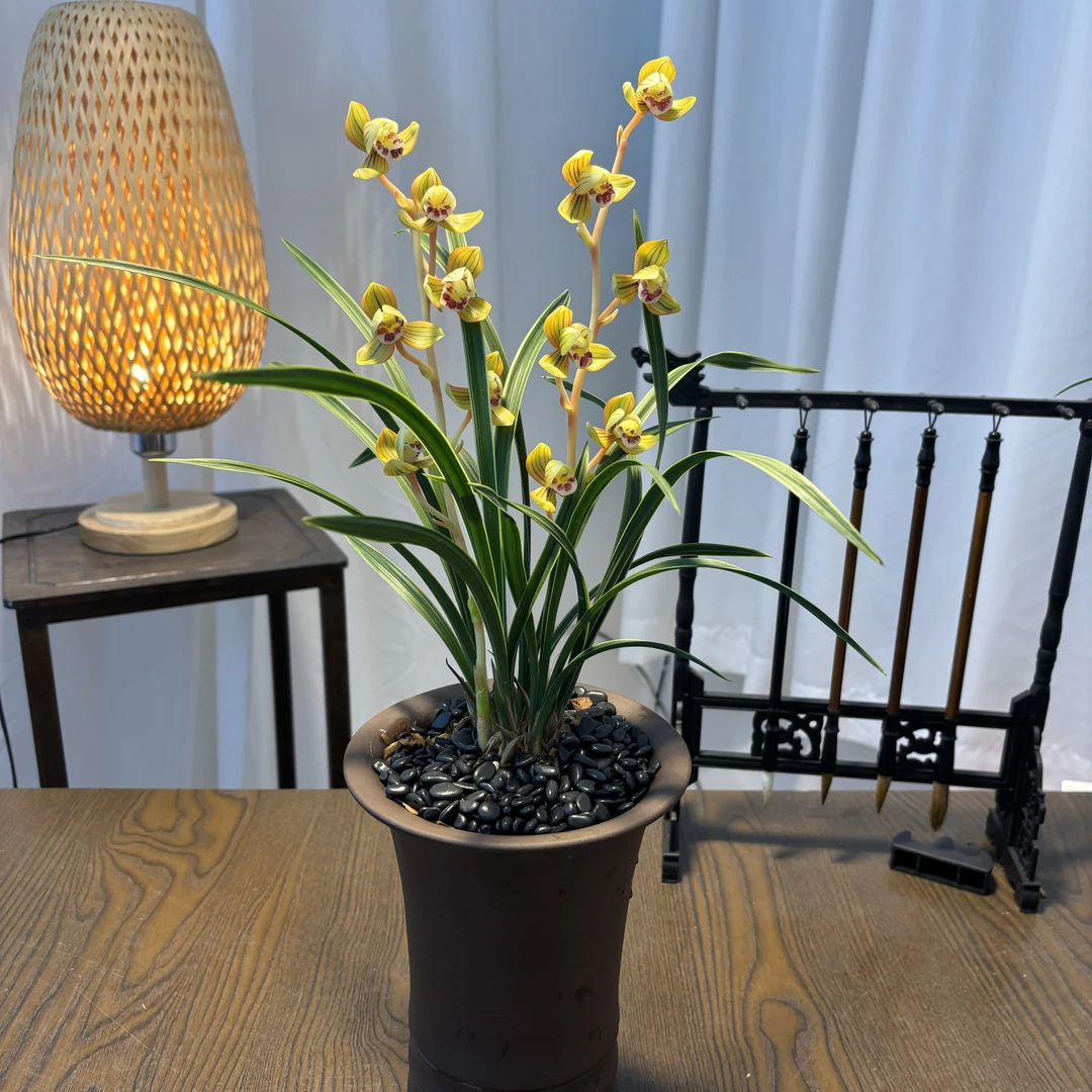 黄金荷 金边荷瓣 百年老品种 香味浓郁 好养易活  绿植花卉