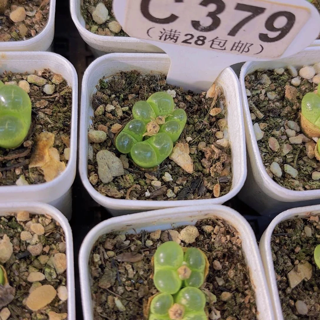 C379绿眼睛一物一拍