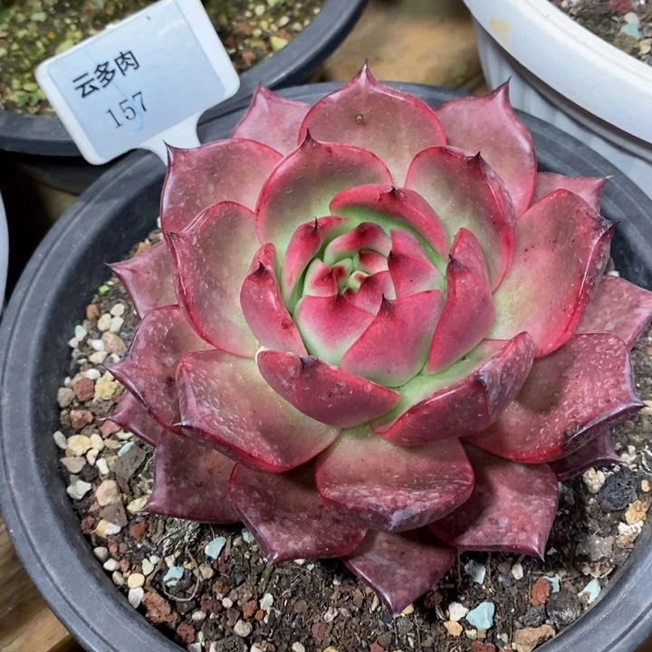 D157/ 直播福利 红钻