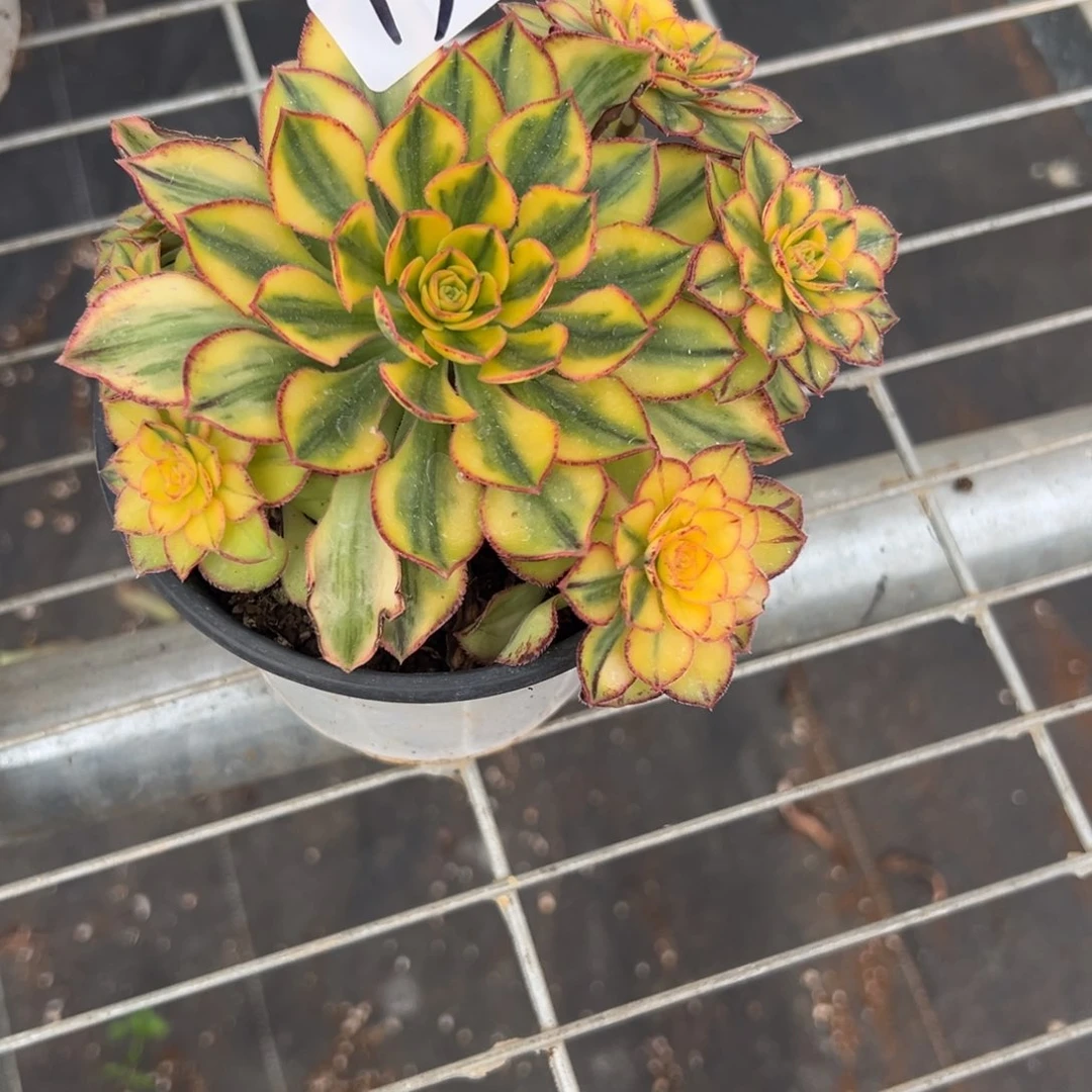 13太阳神多肉多肉多肉