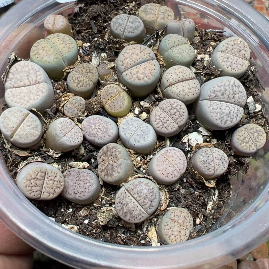 【闪购商品】 777。