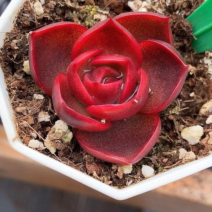 多肉植物红灯719