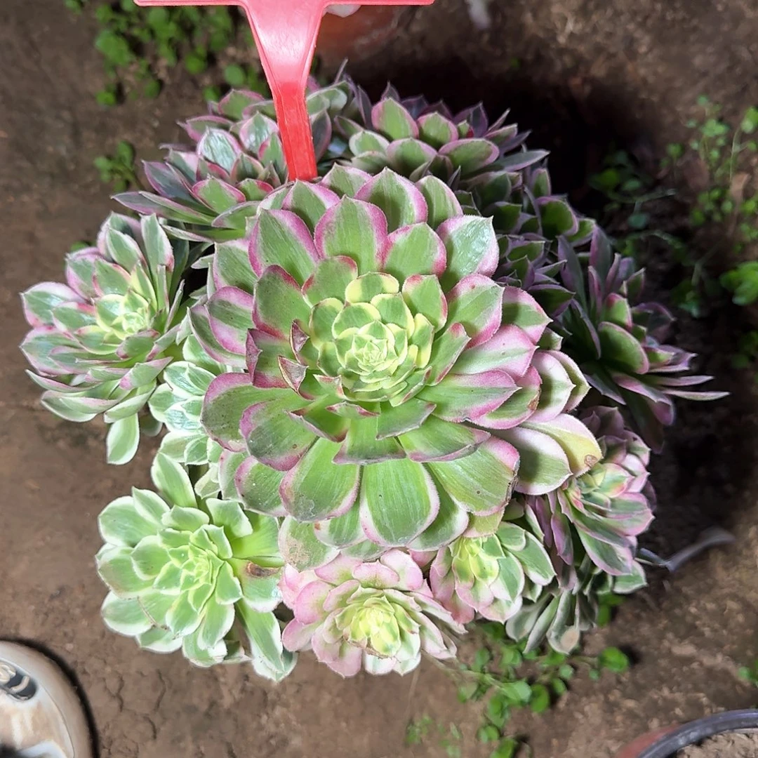 4-123海王多肉法师