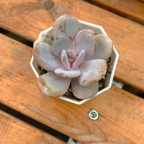 奶茶发两颗。