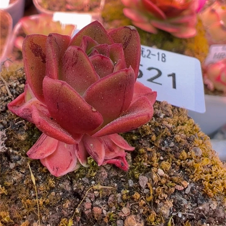 HR521不知名福利88折