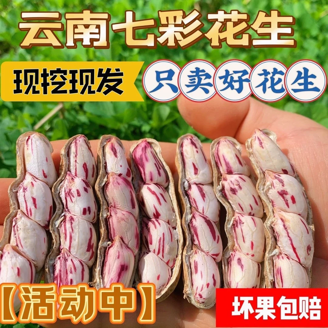 云南农家自种新鲜七彩带壳花生现挖现发清甜饱满洗净发货