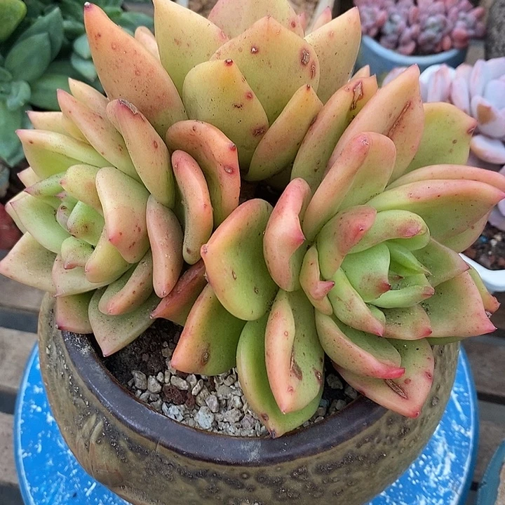 多肉植物肉肉植物