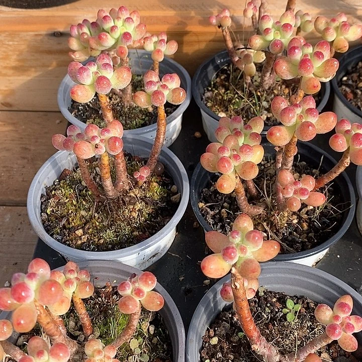 147果冻乙女心 不售后 福利多多