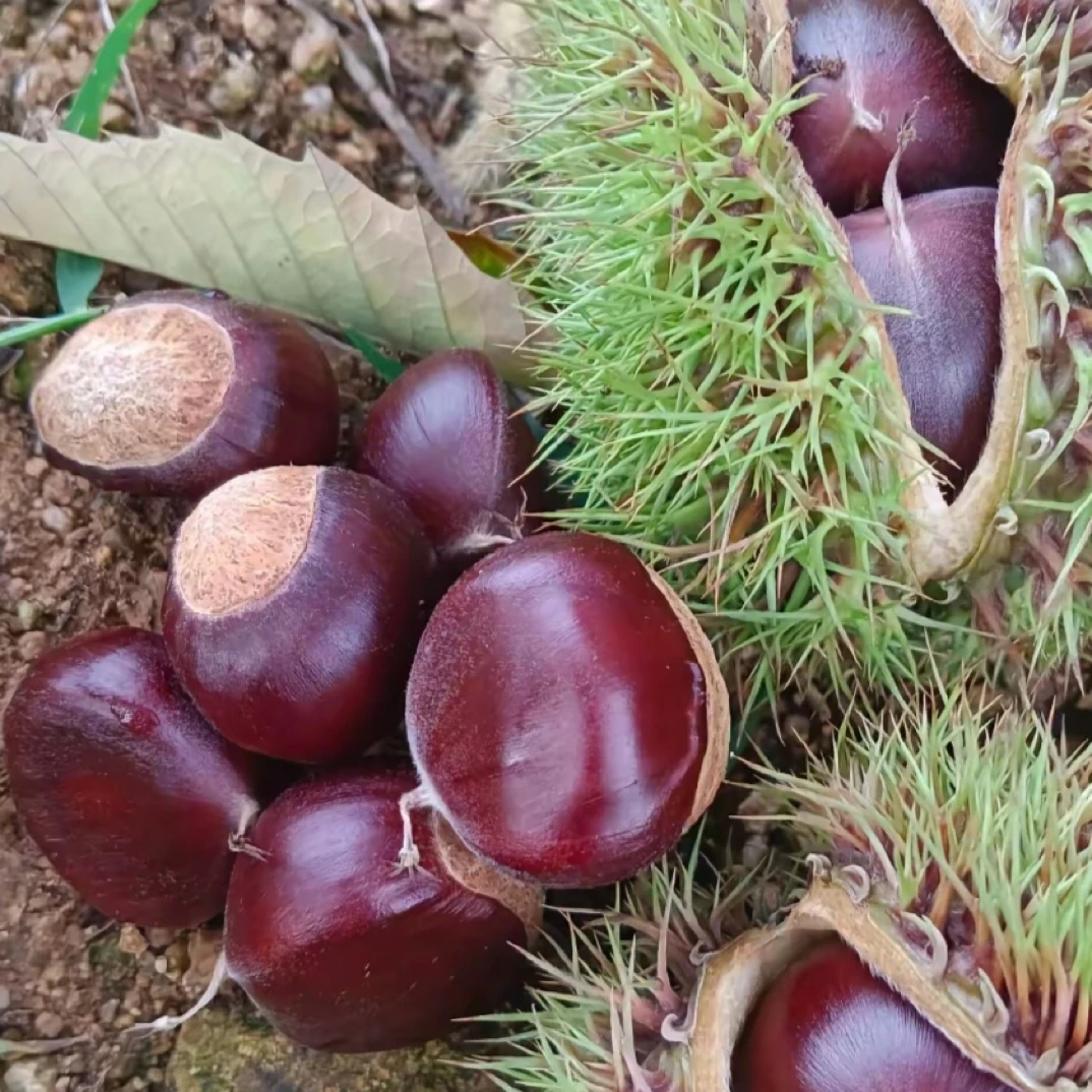 深山老林新鲜现摘饱满保康大红袍板栗