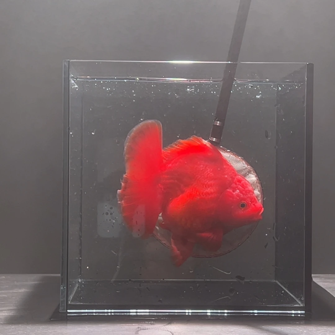 金鱼背鳍开衩008。9555565874