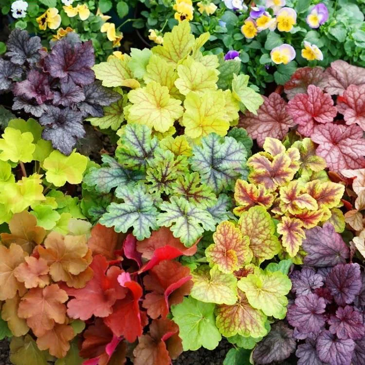 多色矾根6盆包邮110口径庭院绿化室内绿植观叶植物