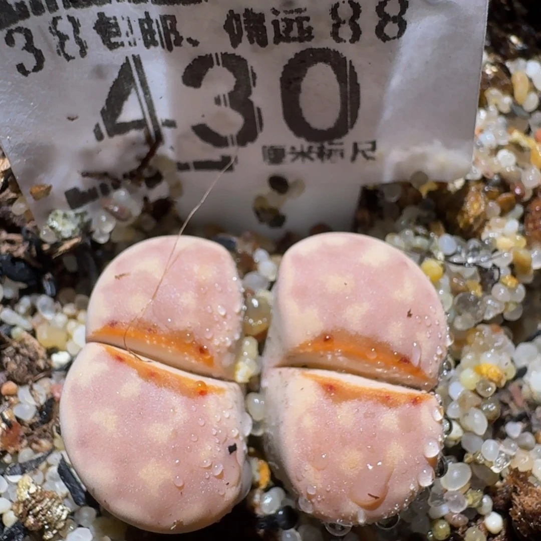 zzzz精品生石花430