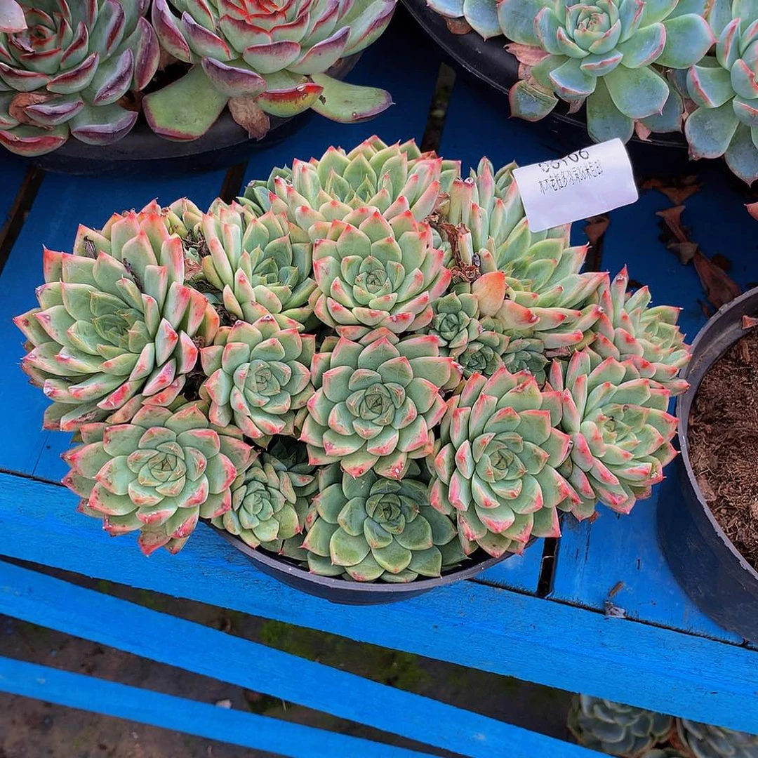 仙***草    不知名多肉06106