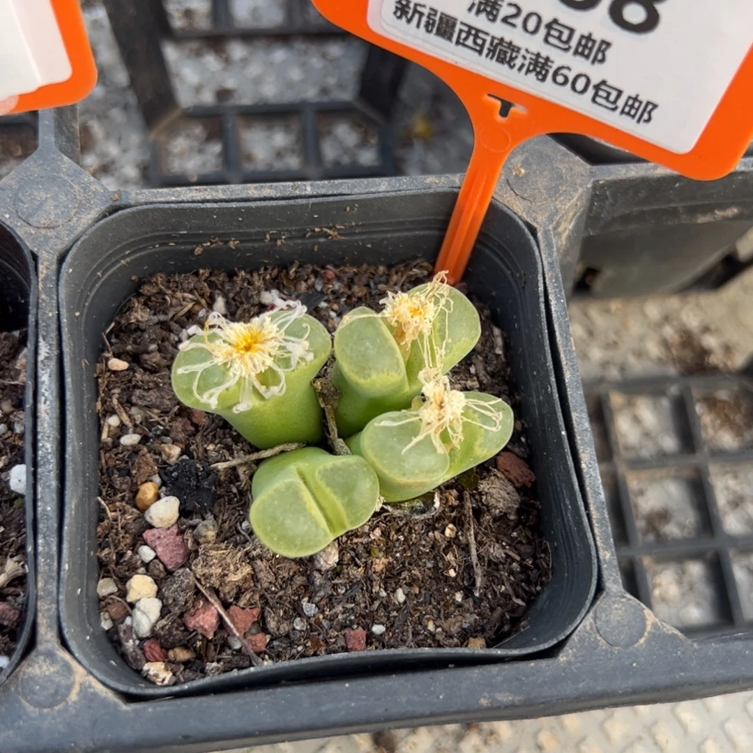 868 一物一拍，默认有伤，介意勿拍，不退不换