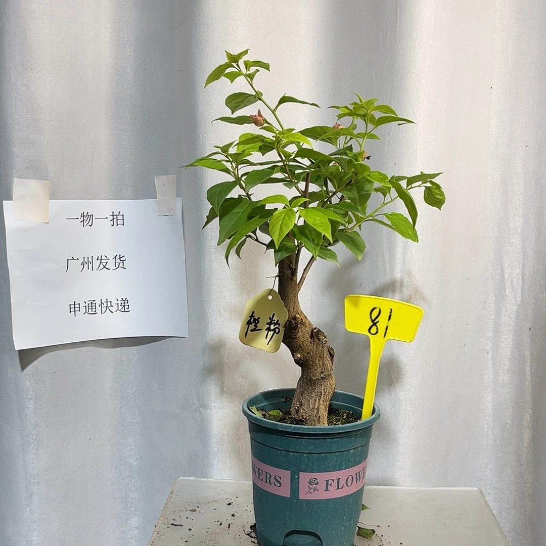 当前无花栽培后可以开花81橙粉公主桩，粗3.5公分