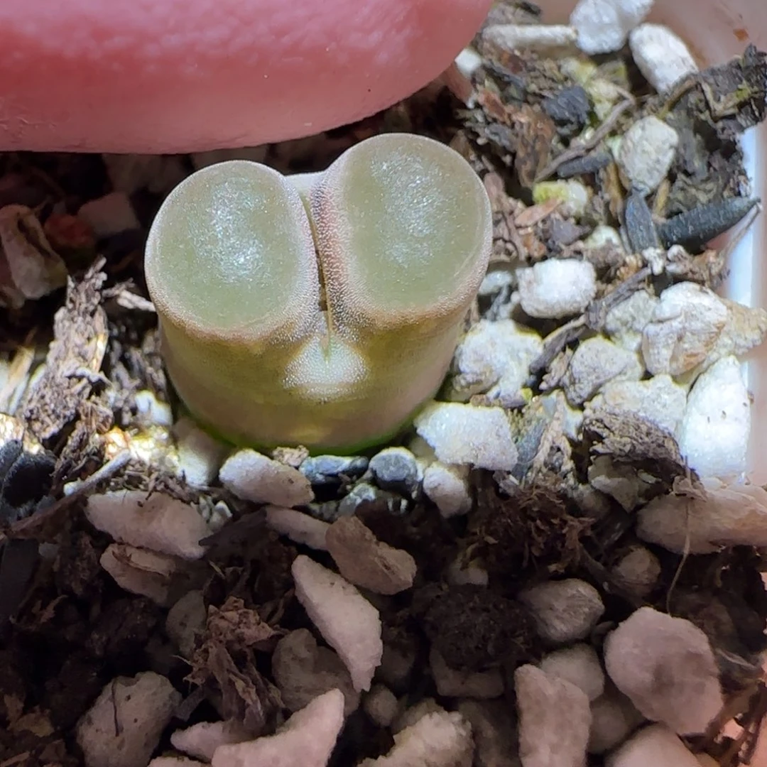 肉锥多肉植物百科7-磁铁835