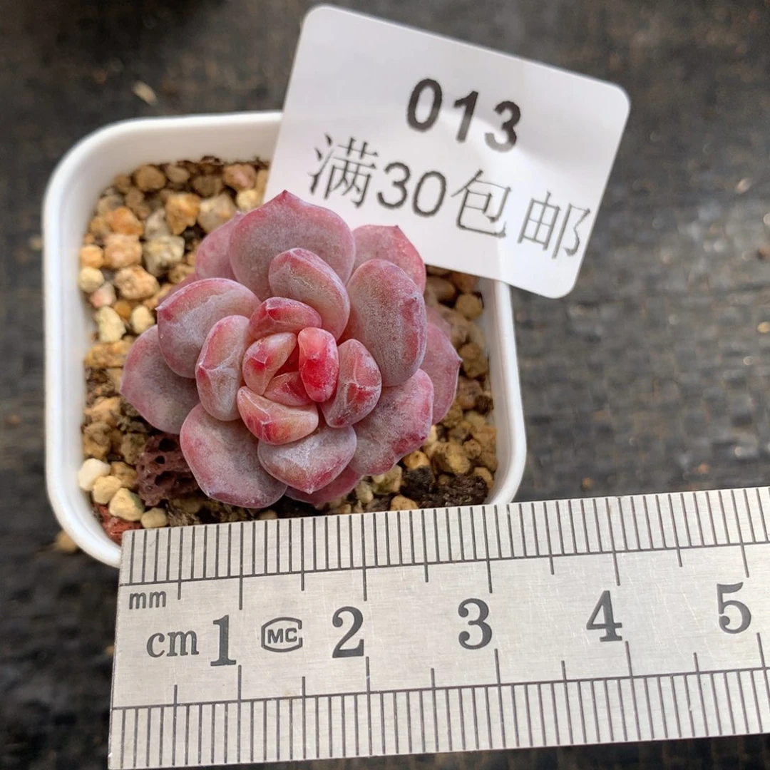 13。石化玉芙蓉小鼻嘎。