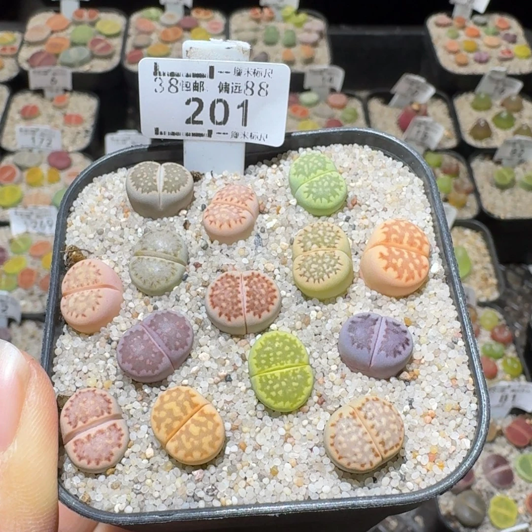 w***儿Sssss清仓便宜了201