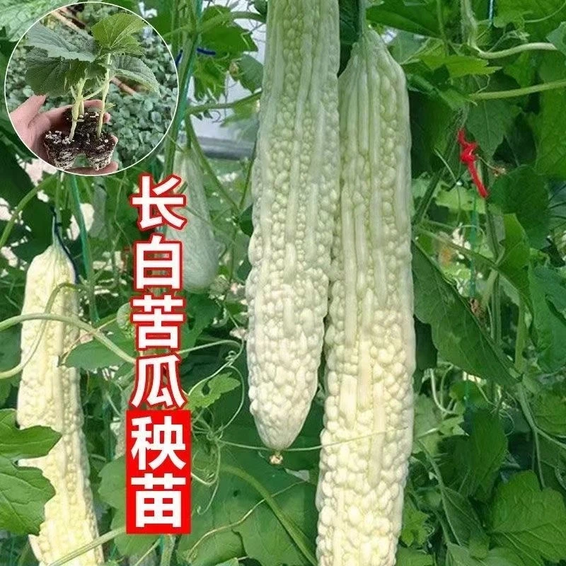 长白苦瓜秧苗大肉苦瓜苗苹果苦瓜苗白露珍珠嫁接苦瓜苗新鲜蔬菜苗