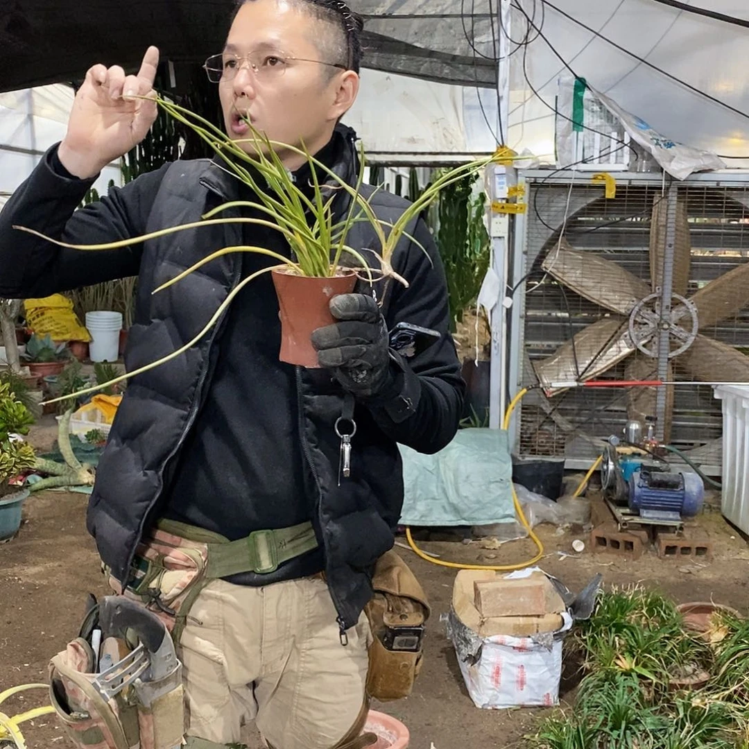 帕瓦虎皮兰（3颗）。