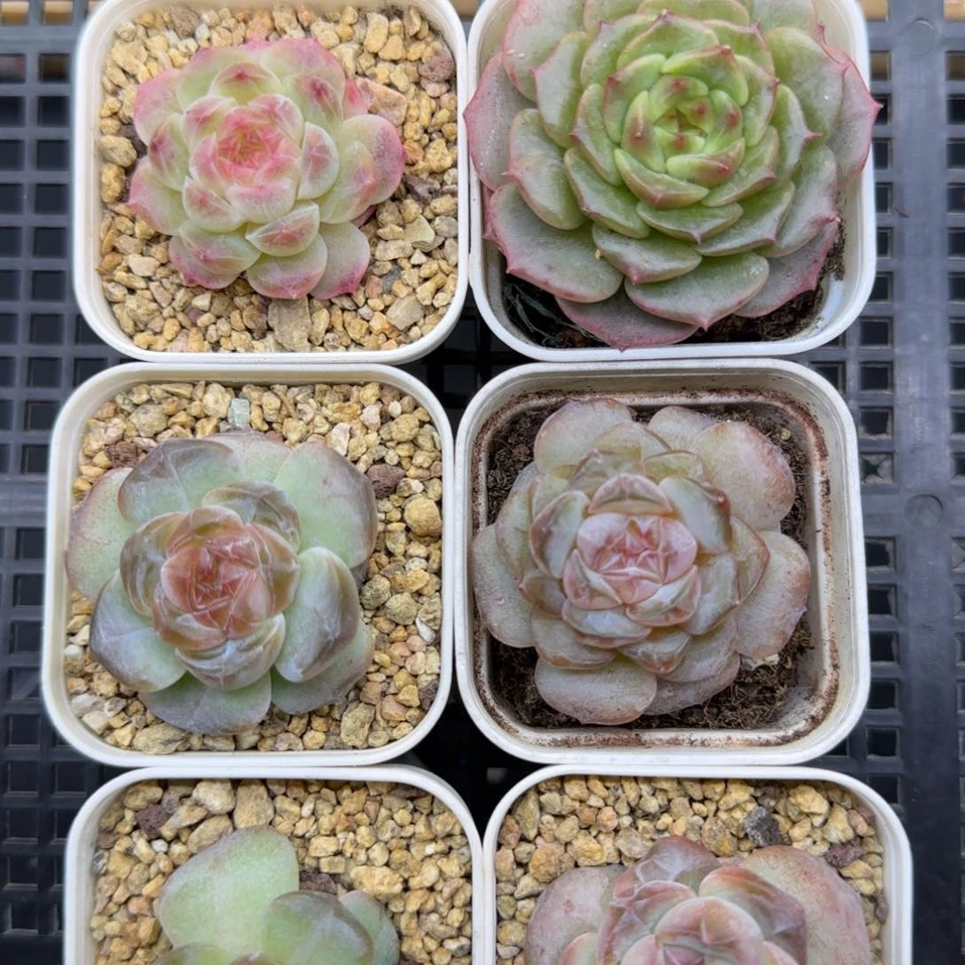 【满19.9包邮非偏远】265六棵