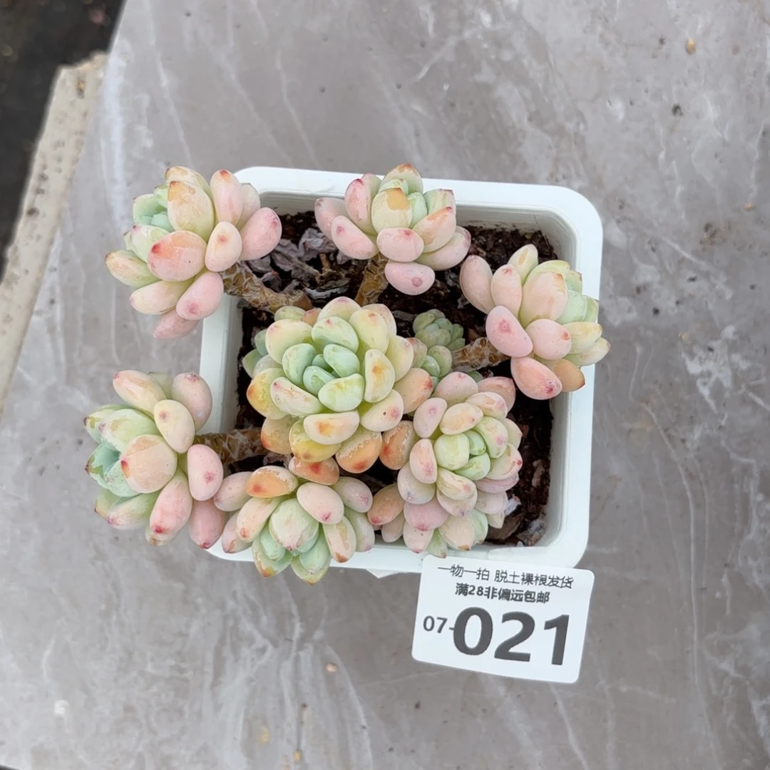 樱花罗绮老桩多肉多肉