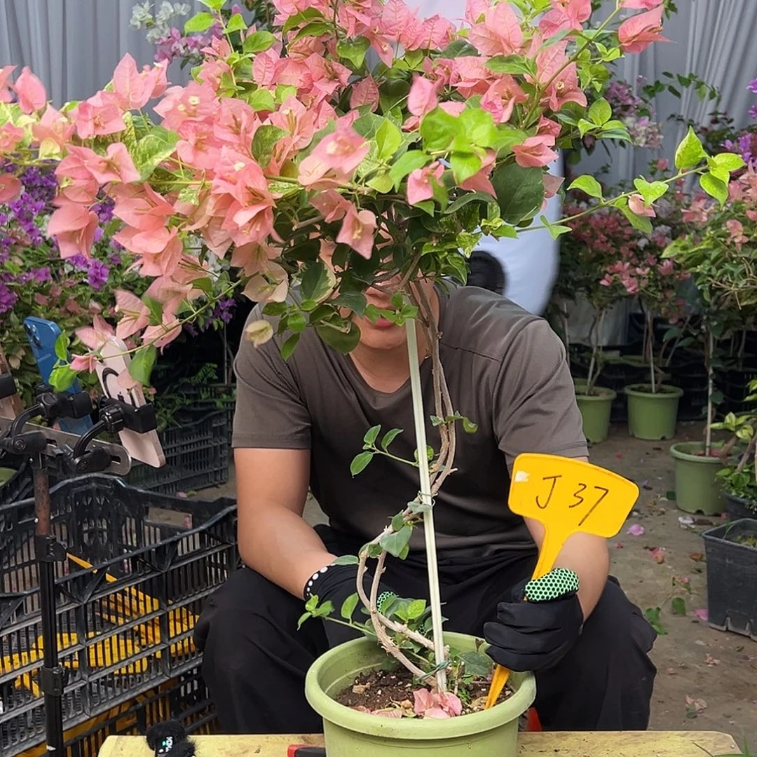 浪***花完全开放J37斑叶米罗