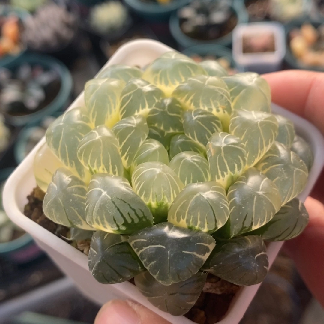 一颗糊斑湖水玉露锦 开播福利