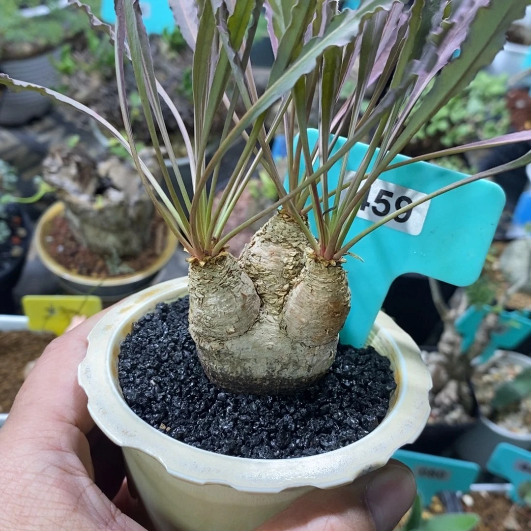 产地波涛大戟多肉