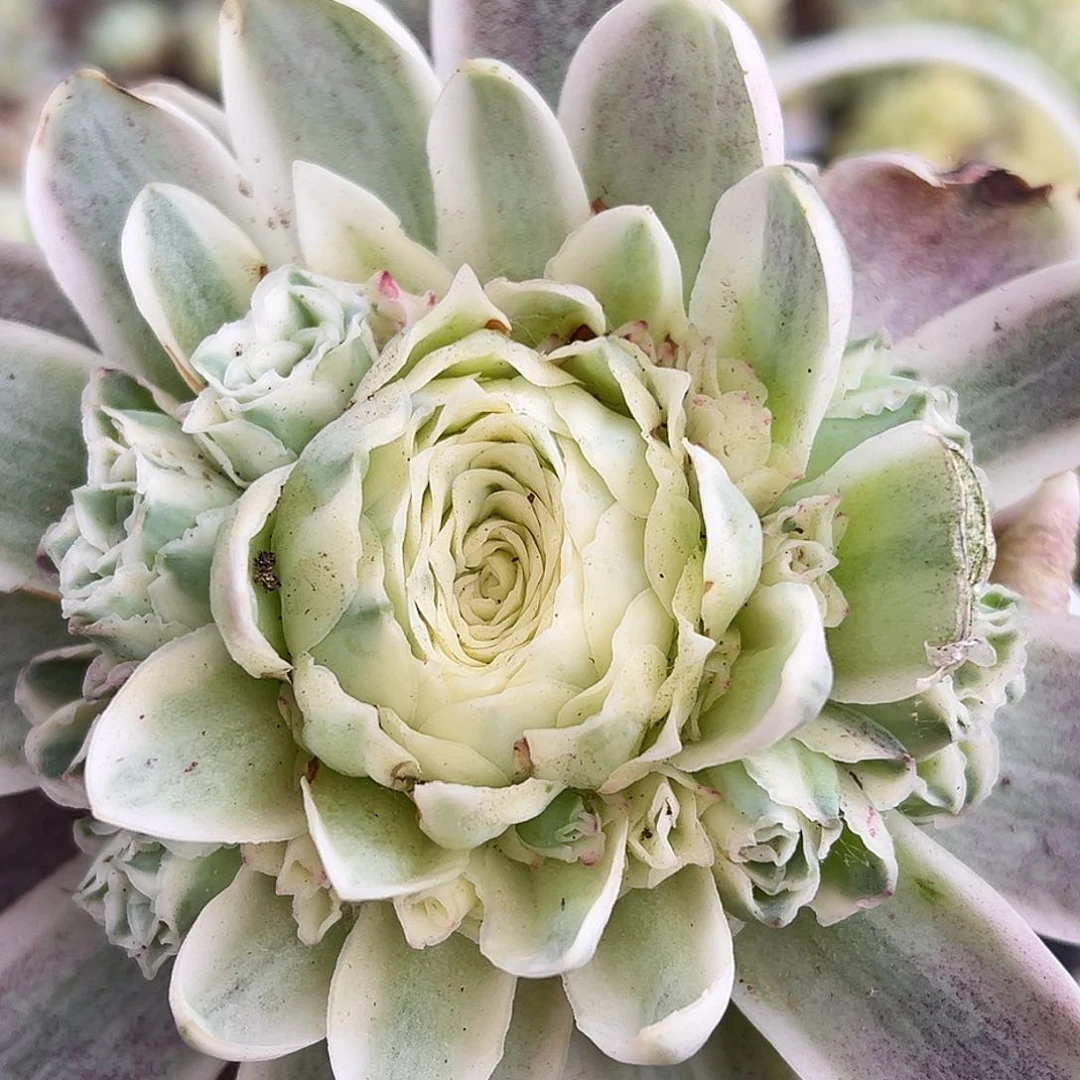 山地玫瑰锦秋夕5月10日259号