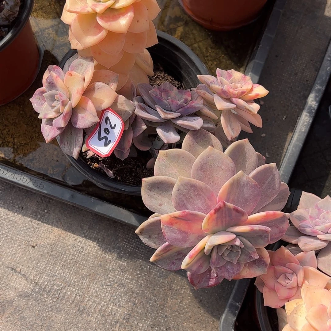 203紫乐锦，一物一拍