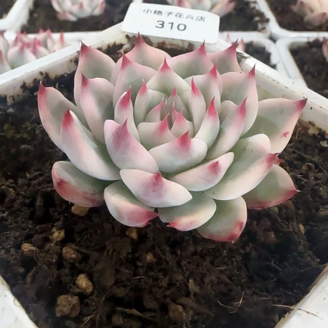 310吉娃娃锦多肉植物