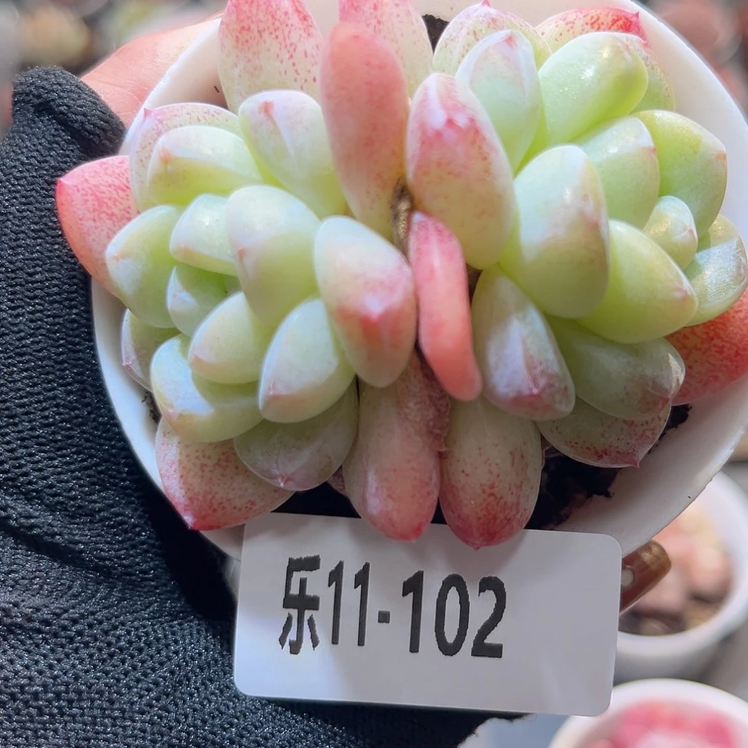 乐11-102 冰玉双头