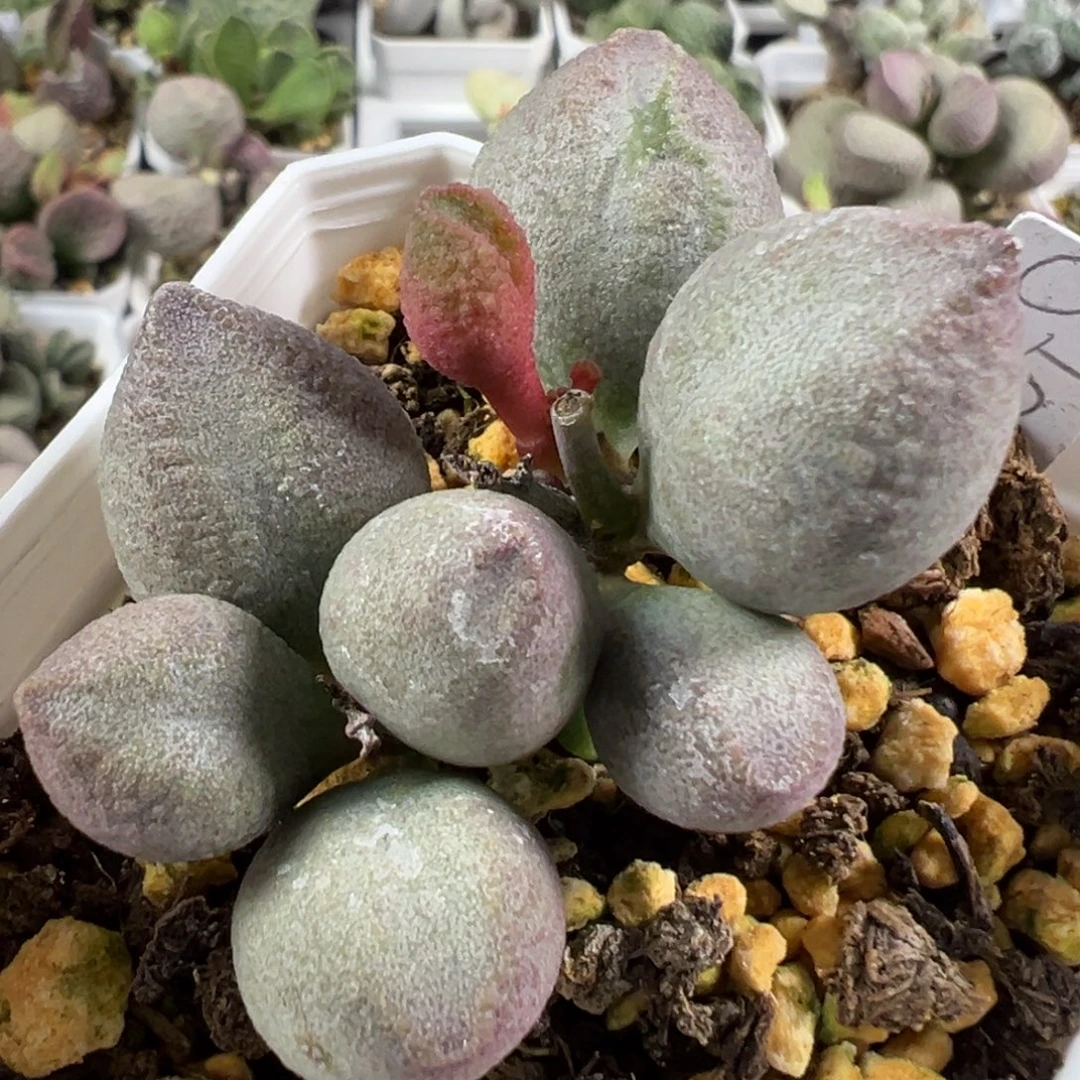 w白粉胖叶型实生新品多肉植物
