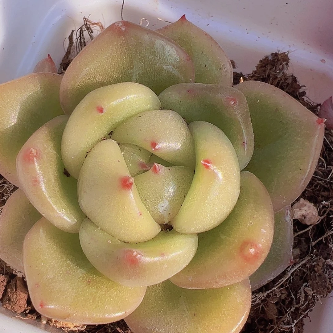 碧玉珍妮19包邮多肉